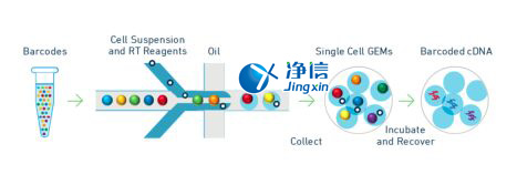中國人自己的微流控單細胞測序儀來了！_微流控Drop-seq,微流控技術(shù)