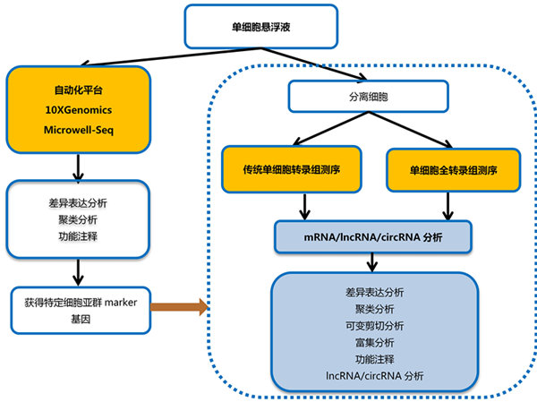 廉價的單細(xì)胞基因表達分析新技術(shù)
